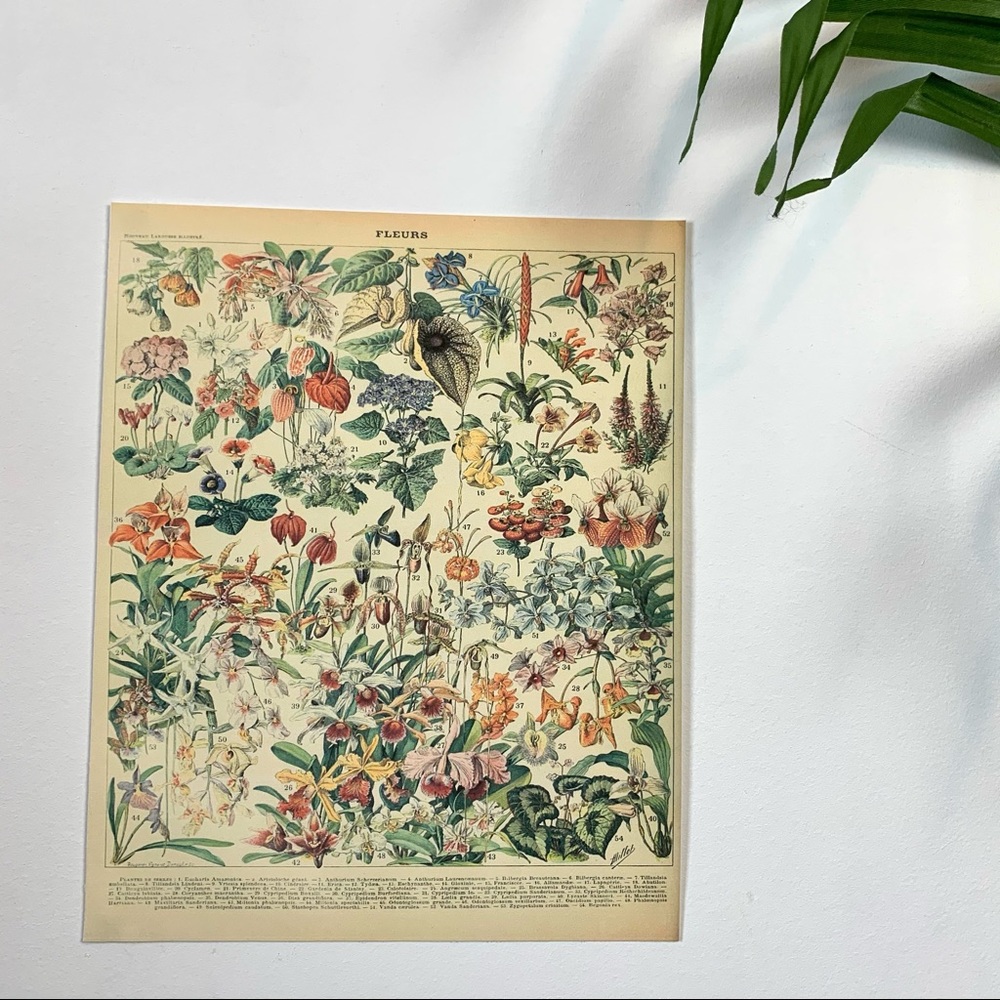 Adolphe Millot 1909 Fleurs Floral Print 2 of 5 - Picture 2 of 7